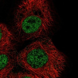 ZNF318 Antibody, Novus Biologicals:Antibodies:Primary Antibodies